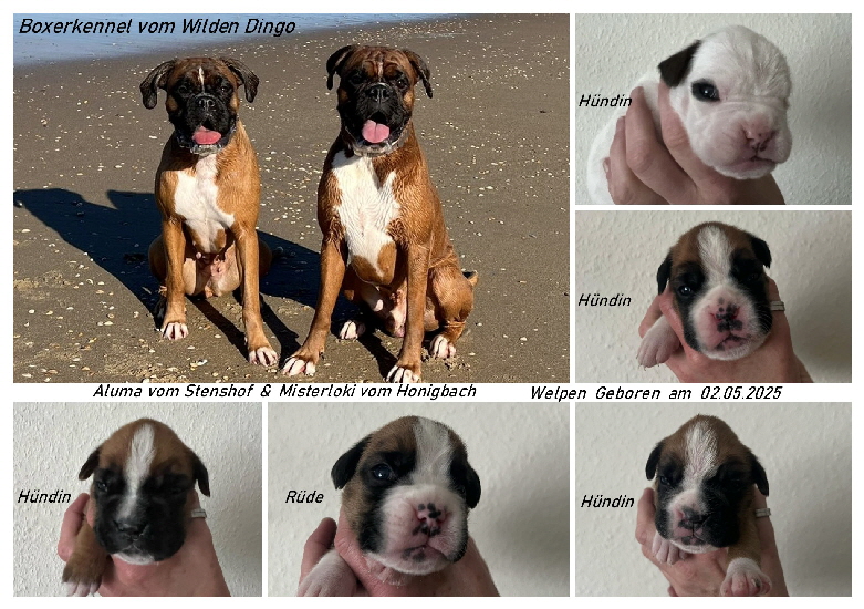FWBQE1611_collage welpen.jpg 2
